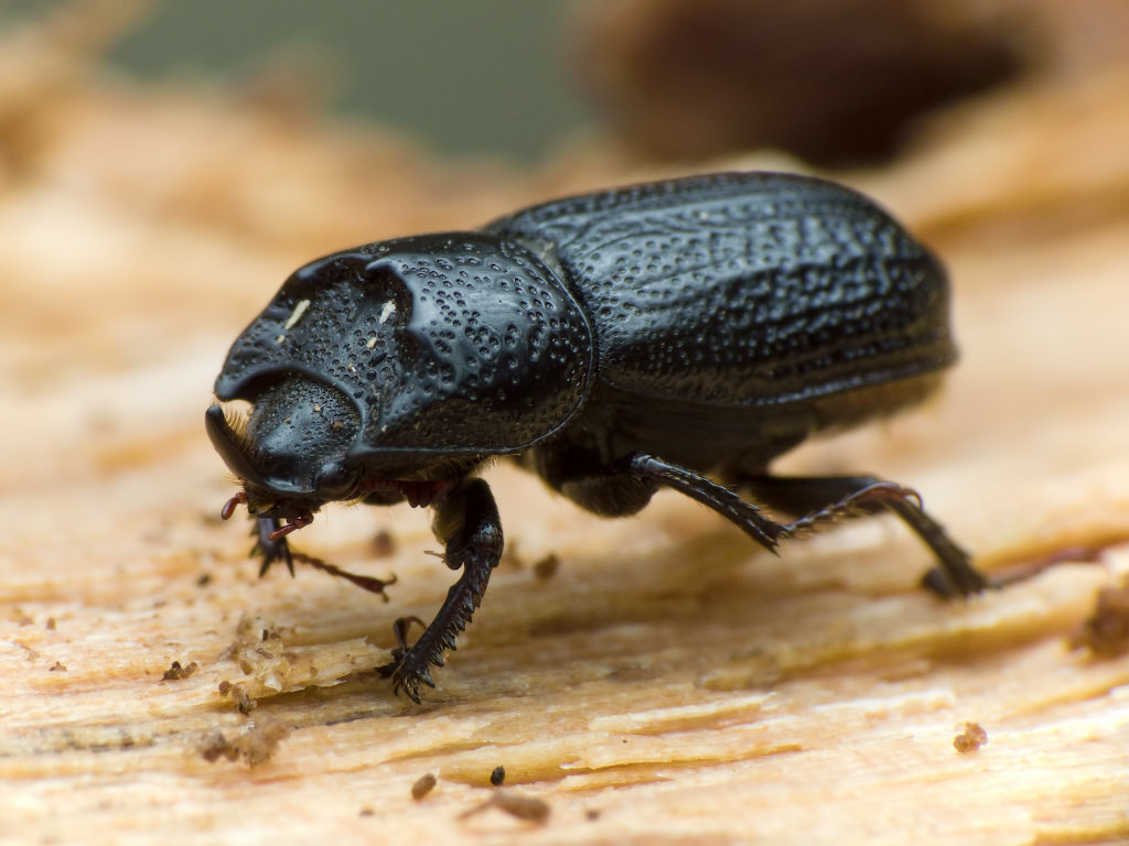 Sinodendron cylindricum (Linnaeus, 1758)